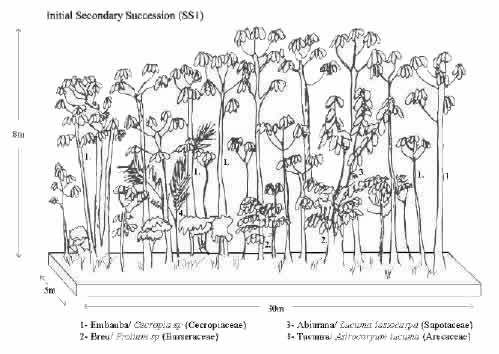Vegetation profile of an initial secondary succession stand in Machadinho d’Oeste and Vale do Anari.
