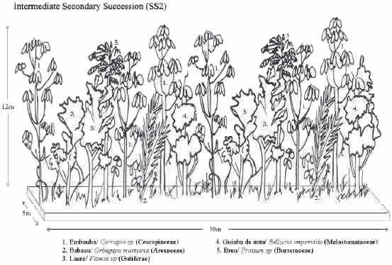 Vegetation profile of an intermediate secondary succession stand in Machadinho d’Oeste and Vale do Anari.