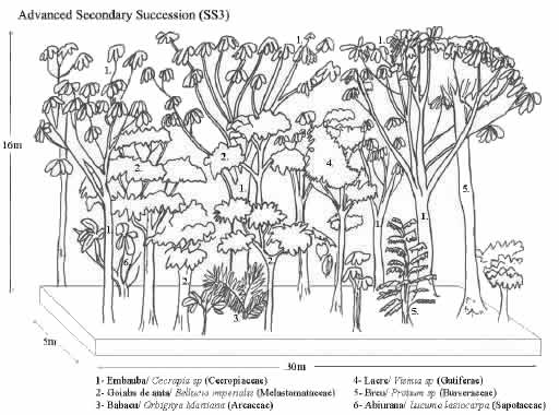 Vegetation profile of an advanced secondary succession stand in Machadinho d’Oeste and Vale do Anari.