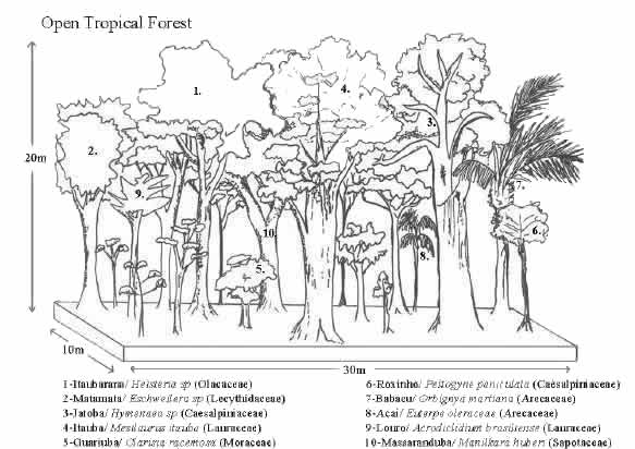 Vegetation profile of a tropical open forest stand in Machadinho d’Oeste and Vale do Anari.